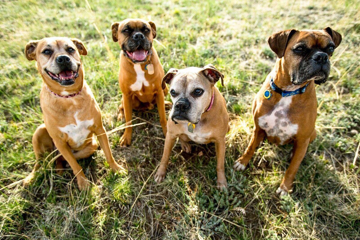 four boxer dogs sit on lawn