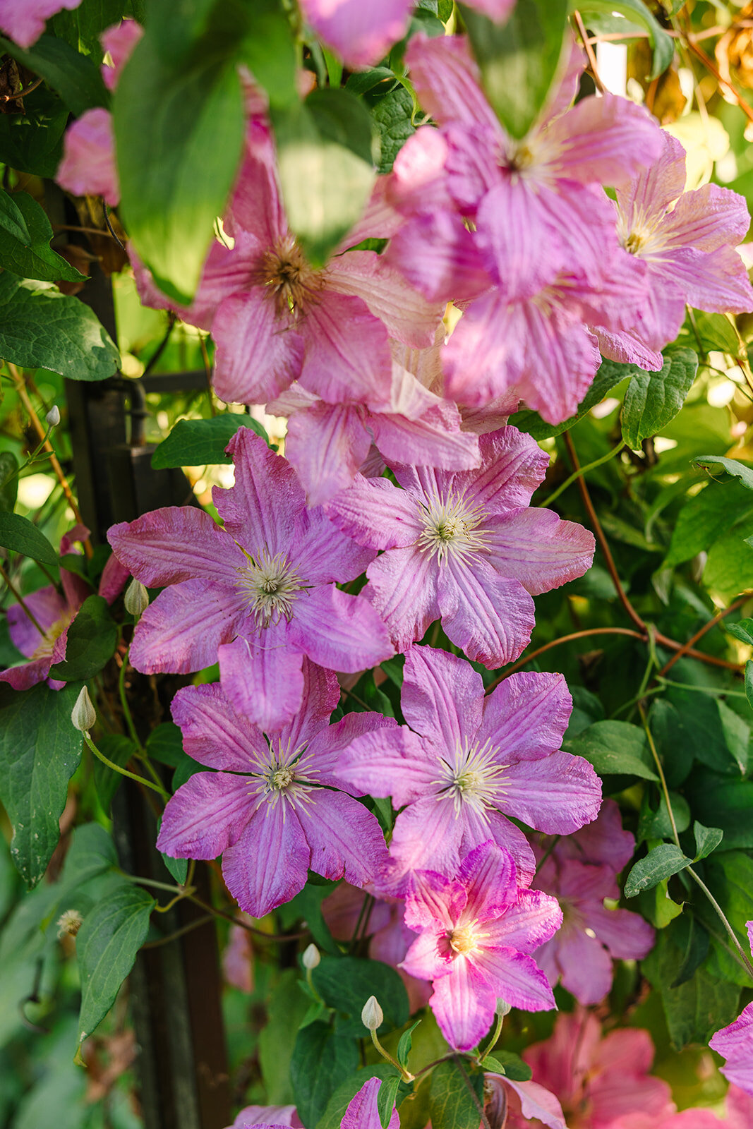 Twin Willow Gardens Joanna Monger Photography Joannas favorites-18