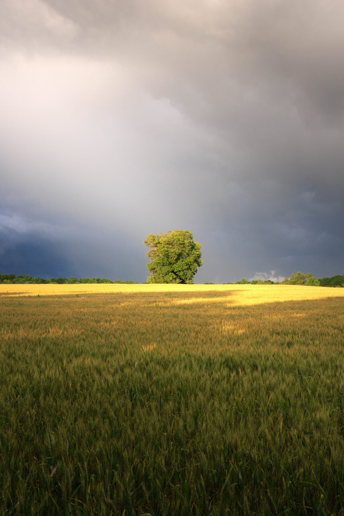 2x3_Lowres_FarmTree-3747