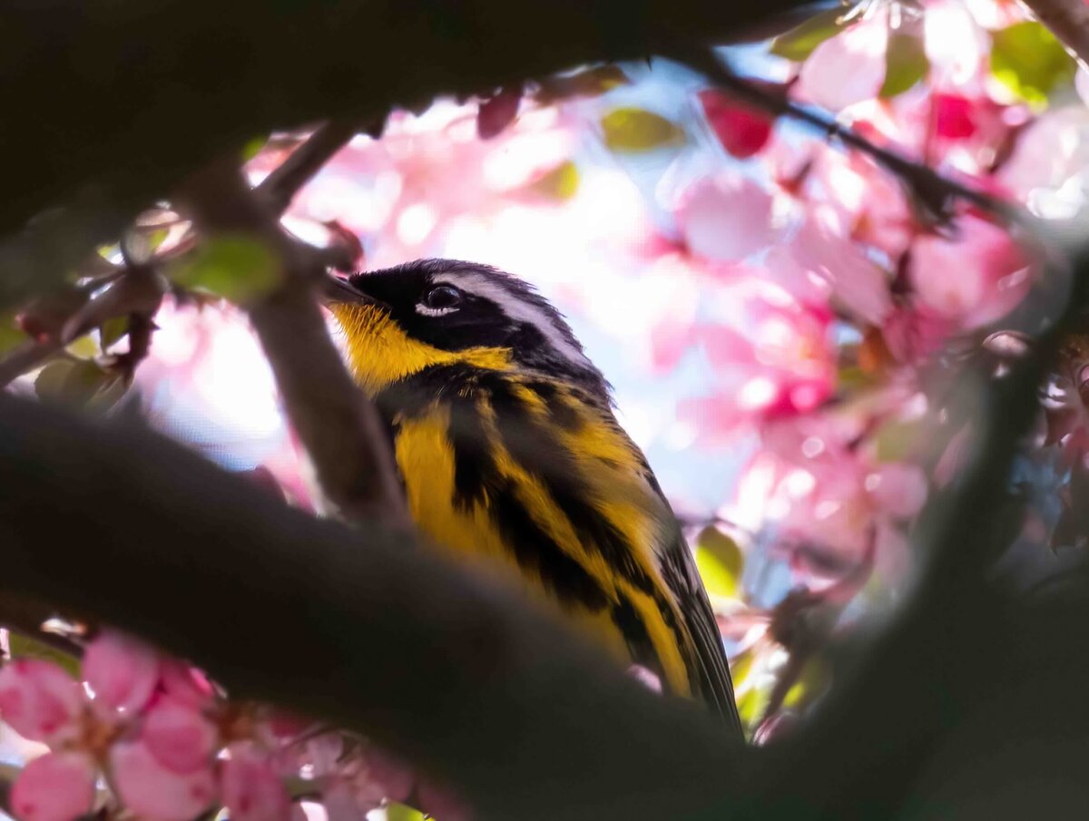 magnolia warbler 1.1-D