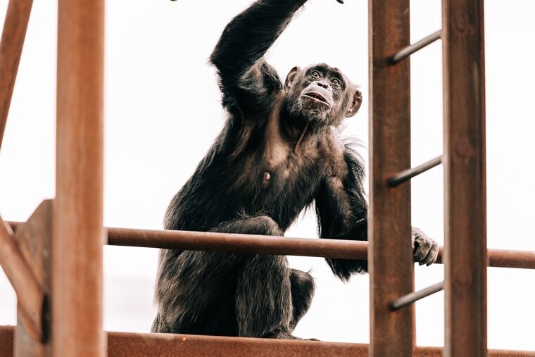 Chimp-1