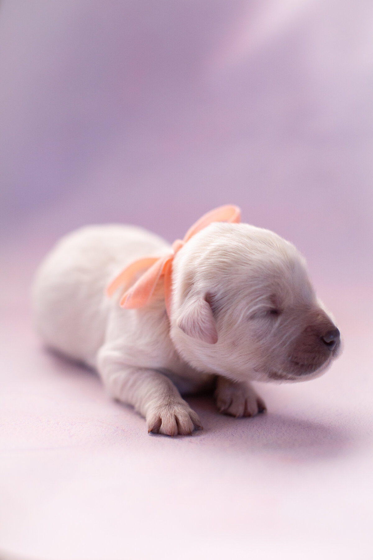 Eloise2