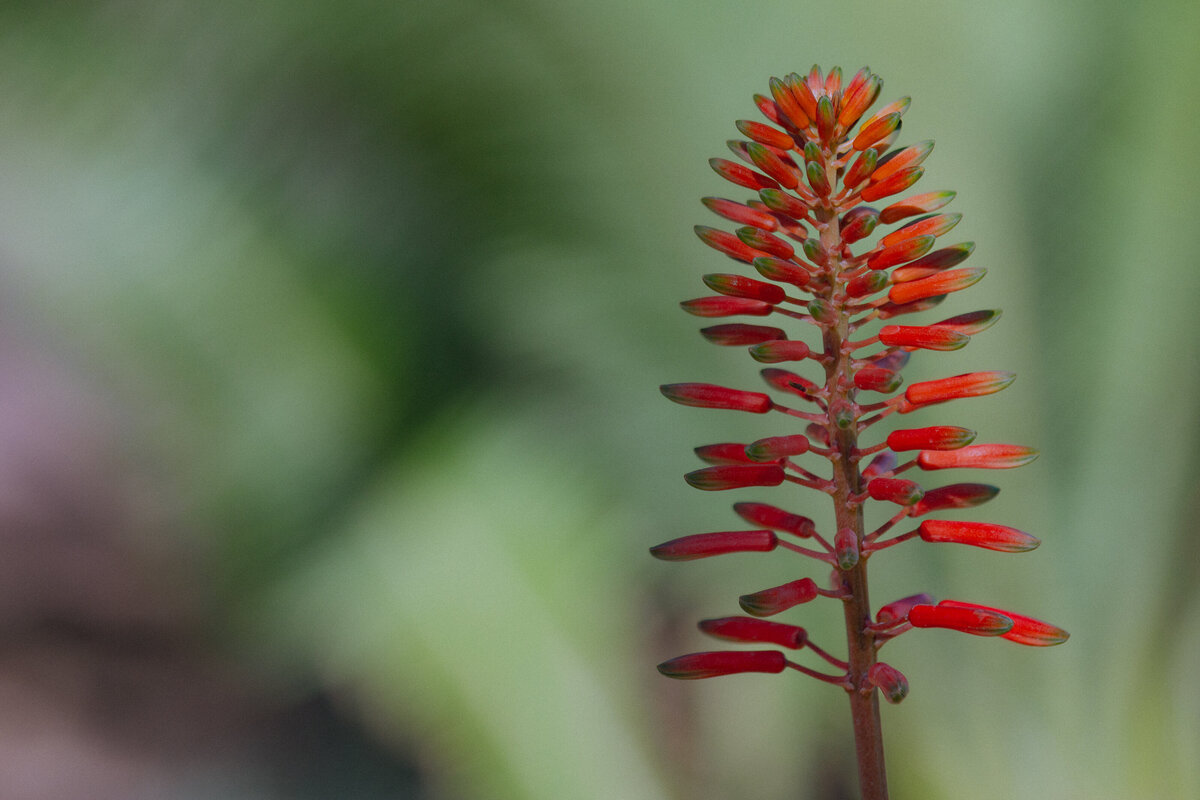 cactus_3408