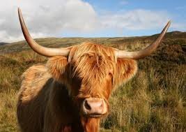 highlandcoo1