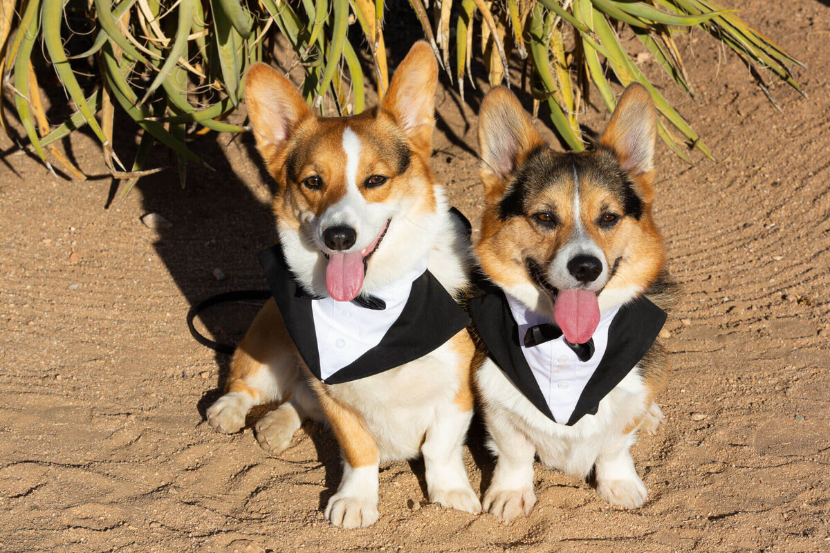 Rimrock-Ranch-Wedding-dogs
