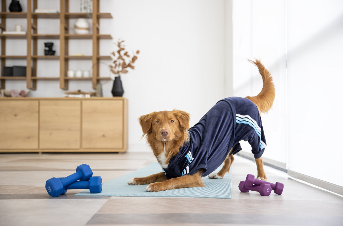 pet product photos