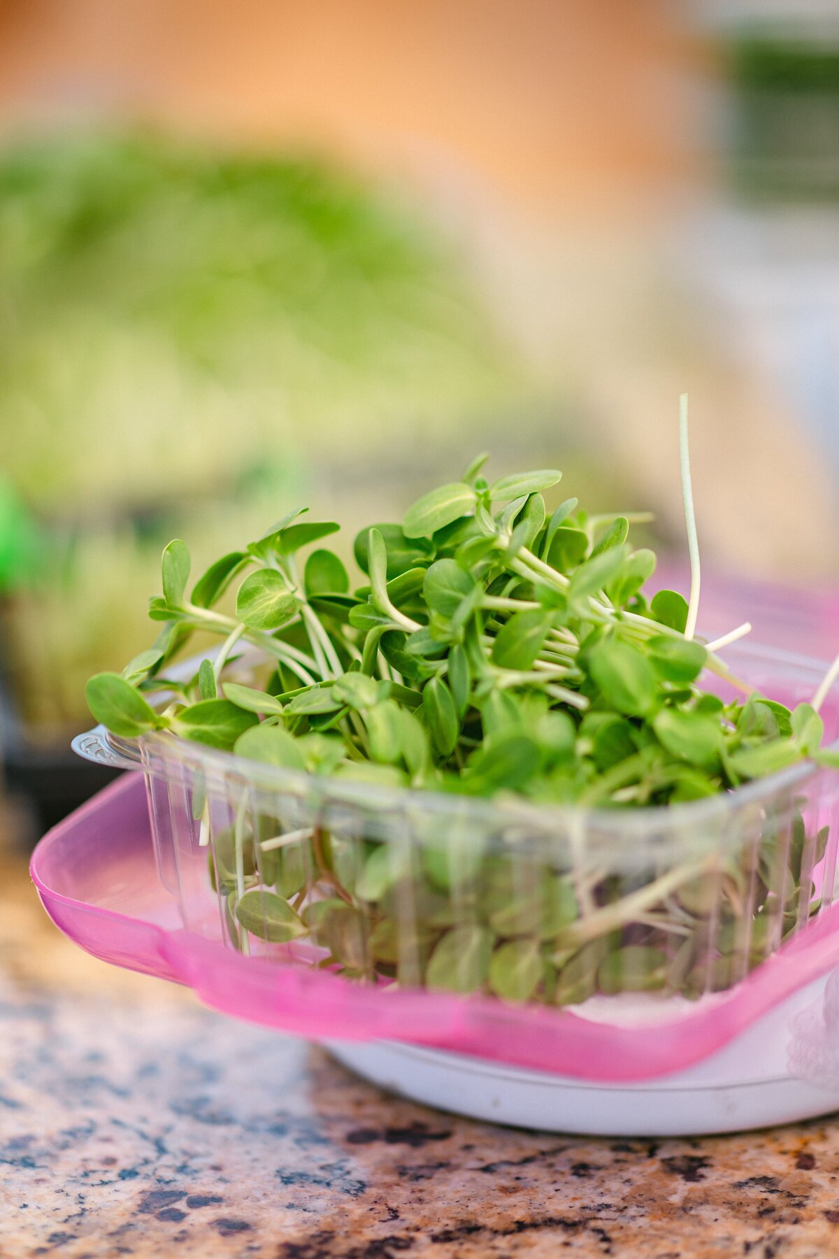 Channel-Islands-Micro-Greens-Local-Farmers-Markets-0055