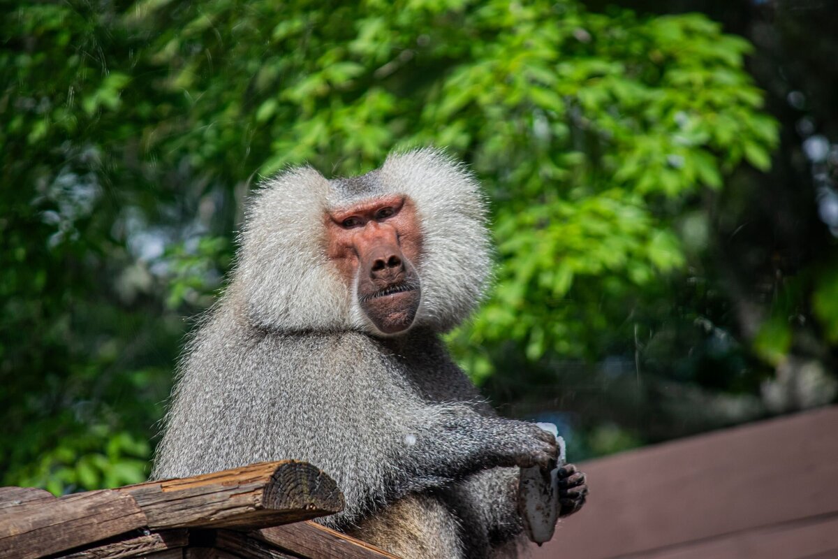 hamadryas-baboon-1d9d0dcd-2500