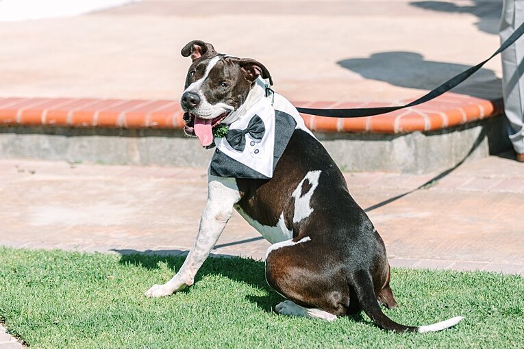 mount-palomar-winery-temecula-california-destination-wedding-photographer_0022