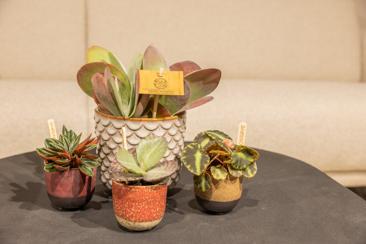 Plantworld-Smit-5