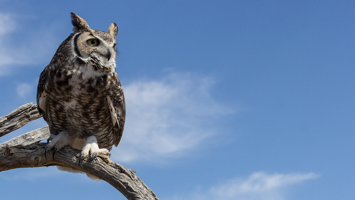 owl-great-horned-blue-sky