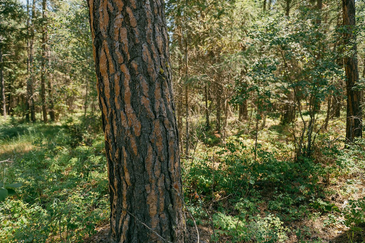 presley-gray-photo-haybale-forest-montana-elopement-8053