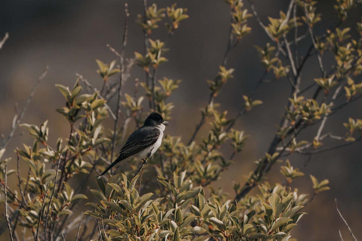 EDP Wildlife-230702-021