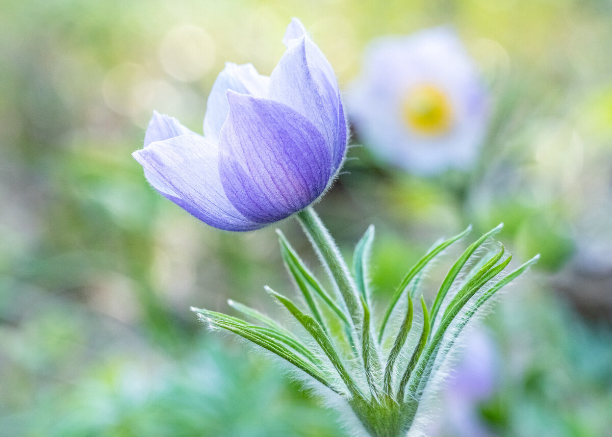 Montana wildflowers purple pasqueflowers, Crazy Canyon, Missoula