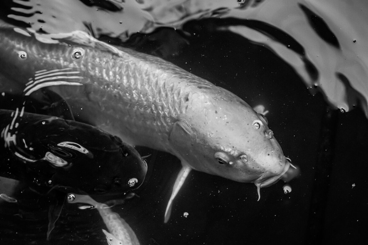 Koi carp in a Japanese garden pond