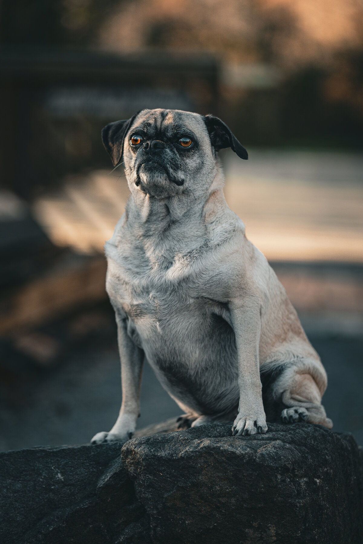 A fawn pug sitting on a rock looking up.