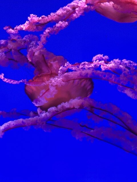 IMG_4420 Medium