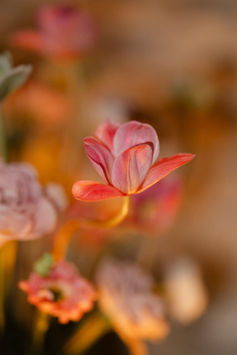 Chateau_Malliac_wedding_photography-225