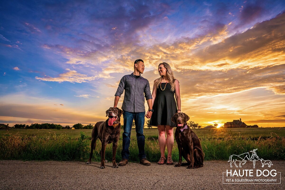 Two chocolate labradors pose for a sunset pet portrait in Argyle, Texas.