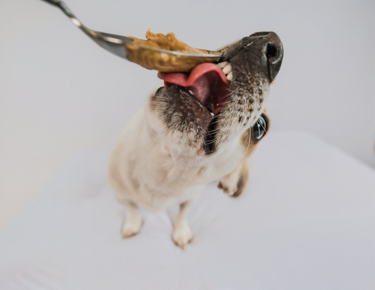 dog catching treat
