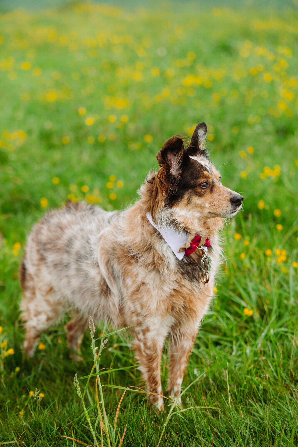 Max-Patch-NC-Elopement-10