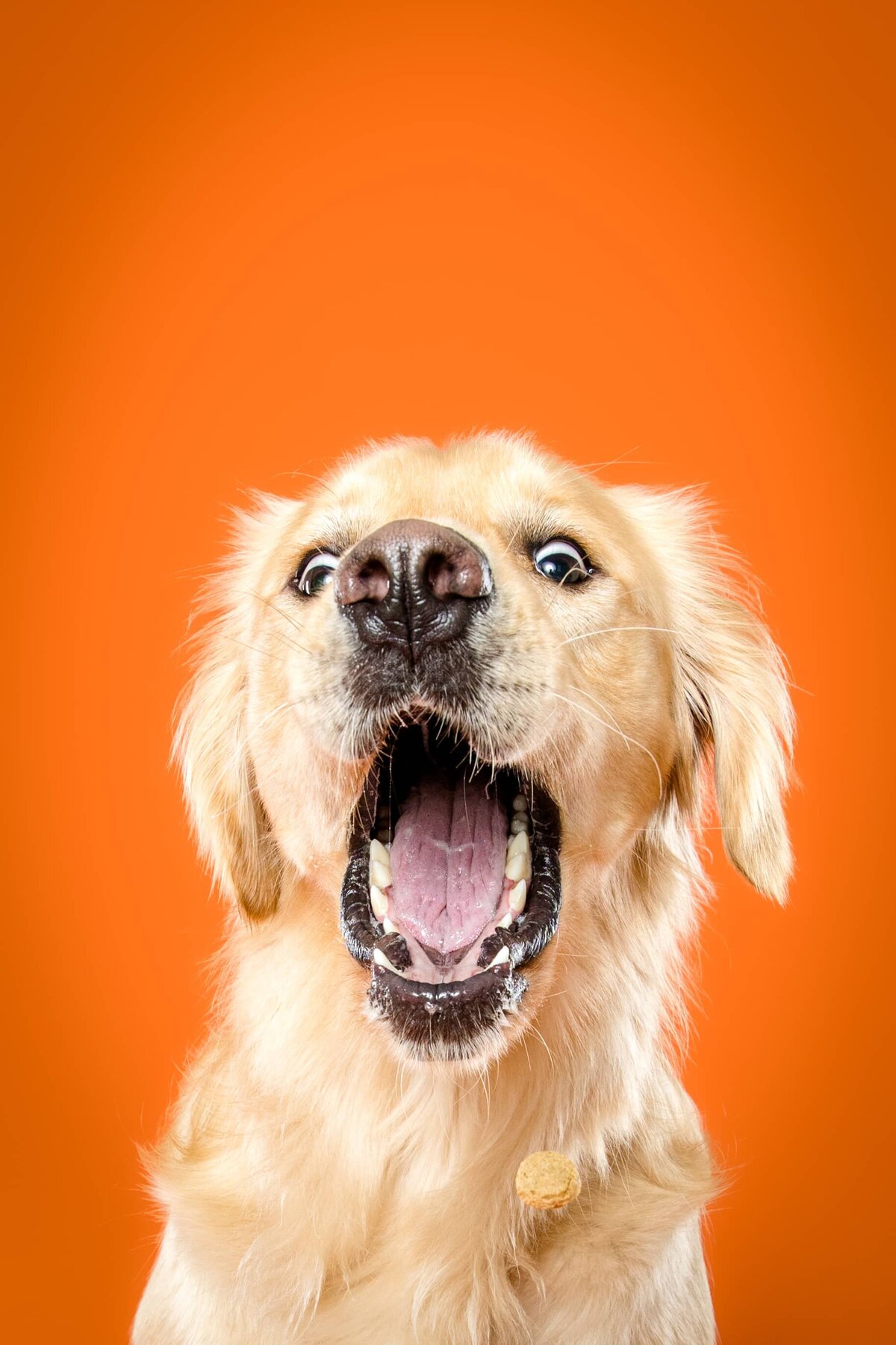 The Beloved Pup Photo Studio - South Eastern & Alabama Dog Photographer Portfolio 16