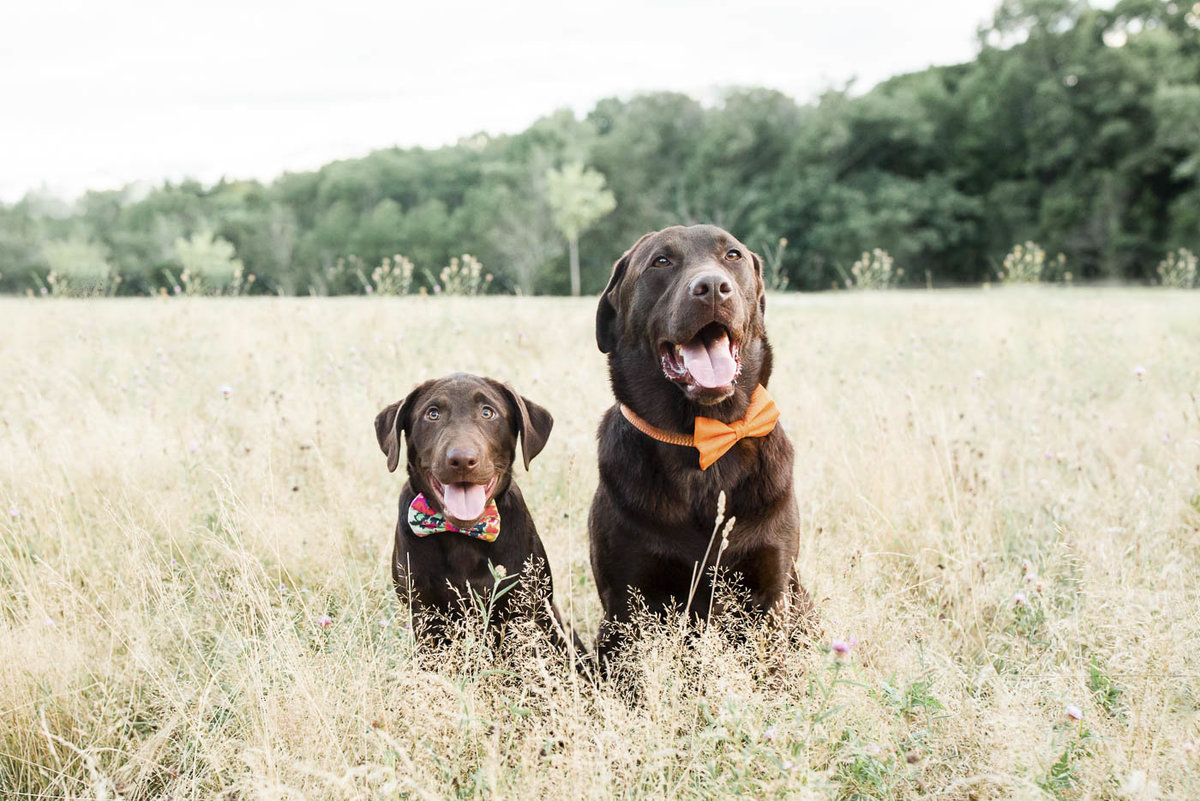 Two Chocolate Labs wearing bow ties in a field