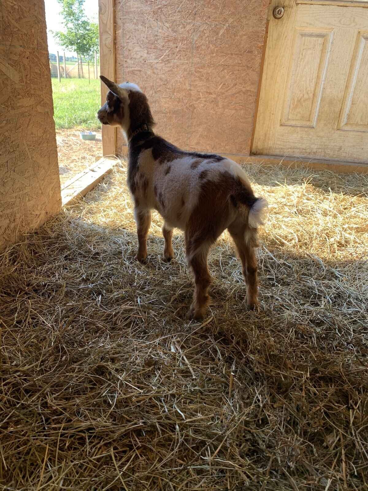 nigerian-dwarf-goat-looking-out-from-the-barn