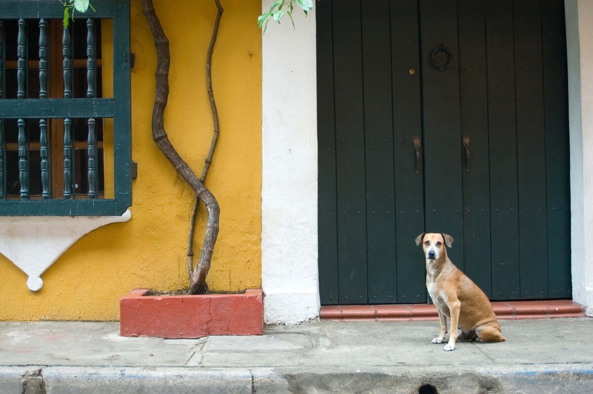 A dog sits and stares into the camera in Cartagena Columbia in front of a door.