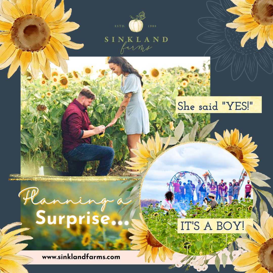 Planning-a-Surprise_Sinkland-Farms_Sunflower-Festiva_video_Instagram