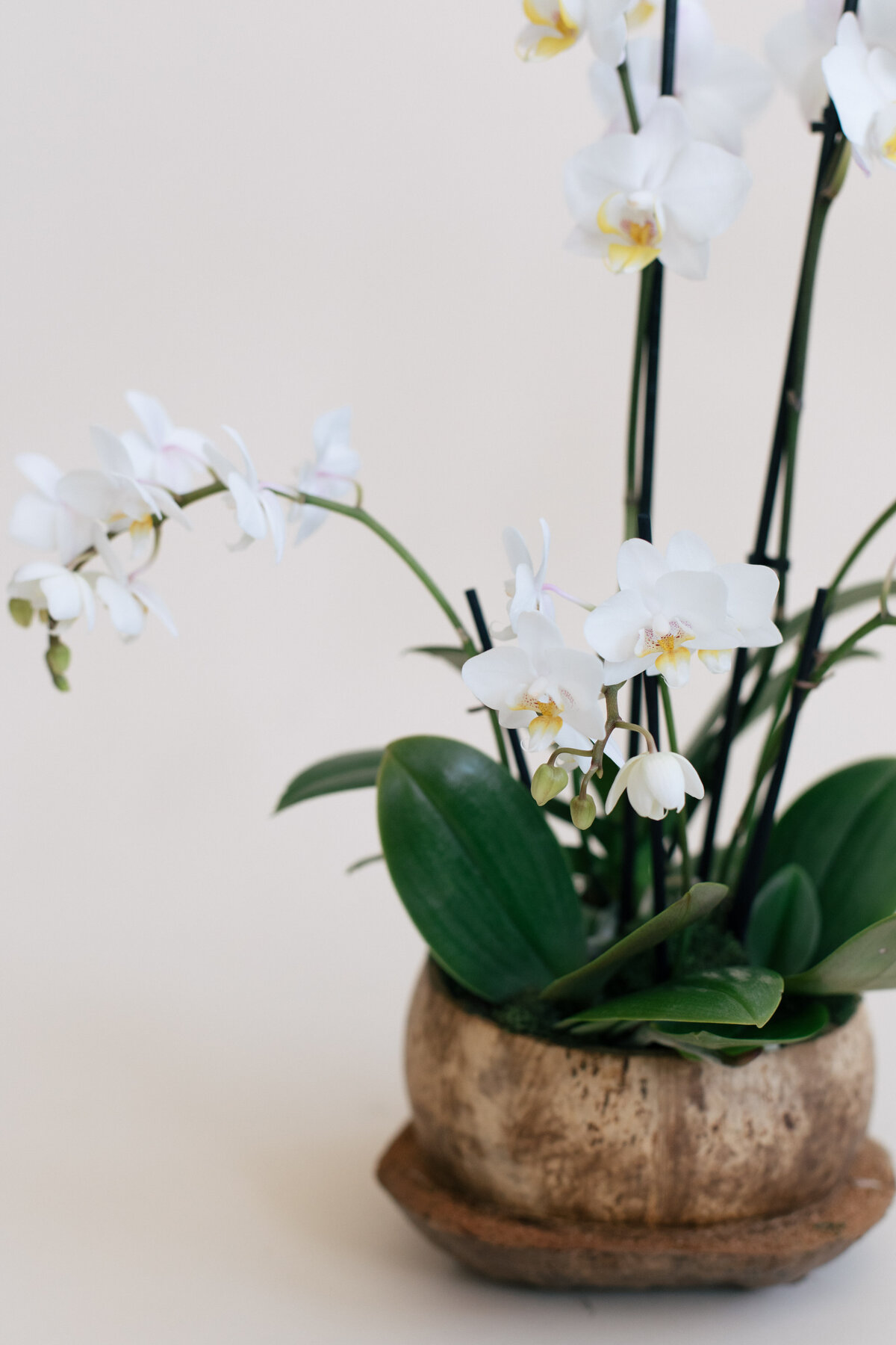 Diosa-Blooms-April-2021-8082