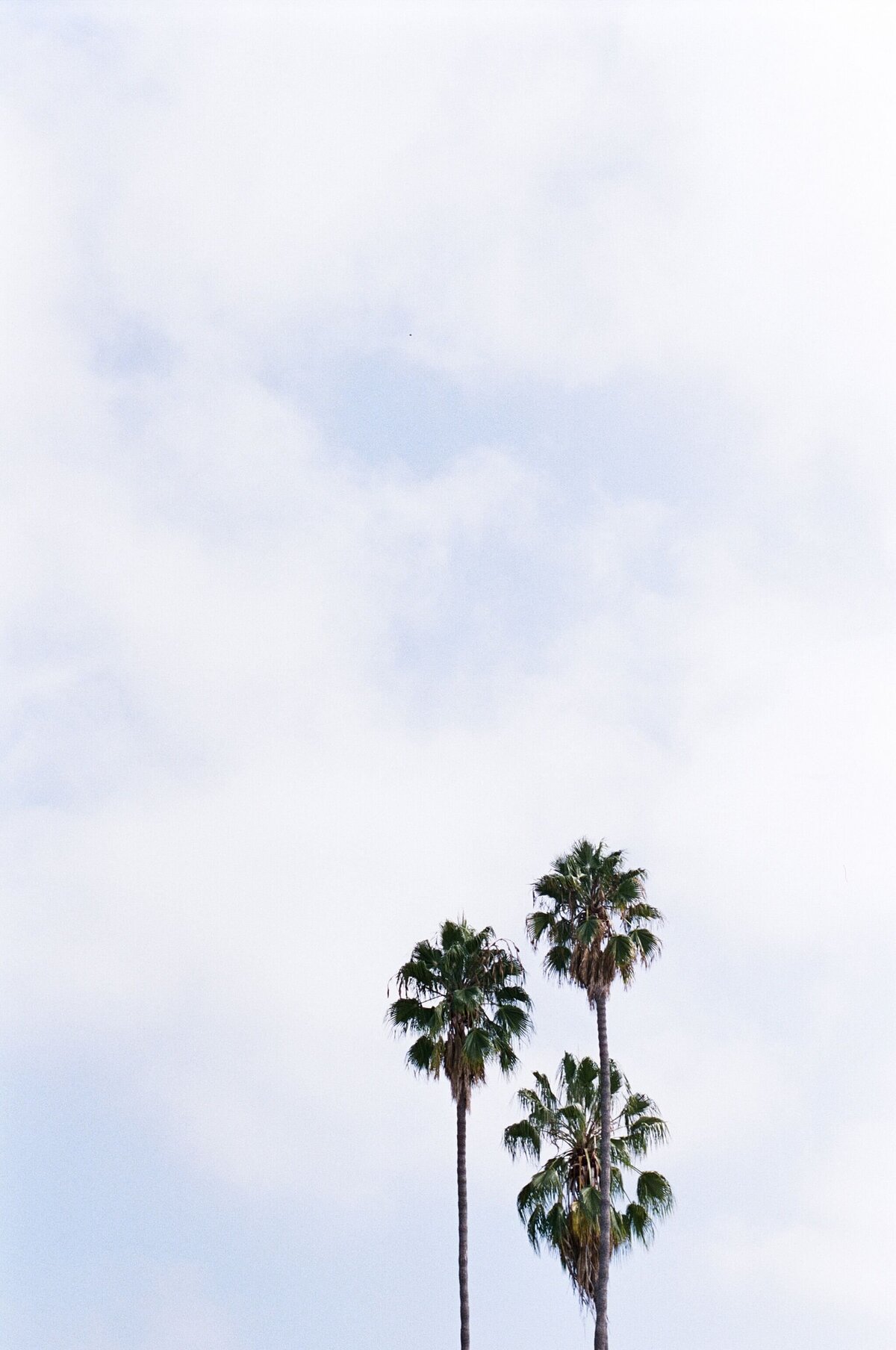 San Diego Palm Trees by Marissa Wu