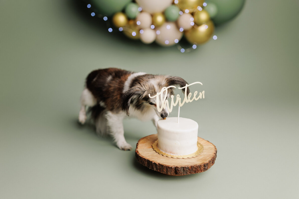 NW Arkansas pet photographer, dog photography NW Arkansas, pet photography near me