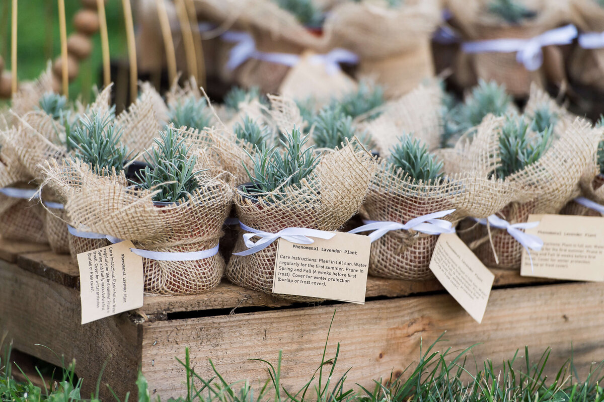 small plants of lavender given to attendees as gifts as part of Soiree in the Field.  Captured by Ottawa Event Photographer JEMMAN Photography COMMERCIAL