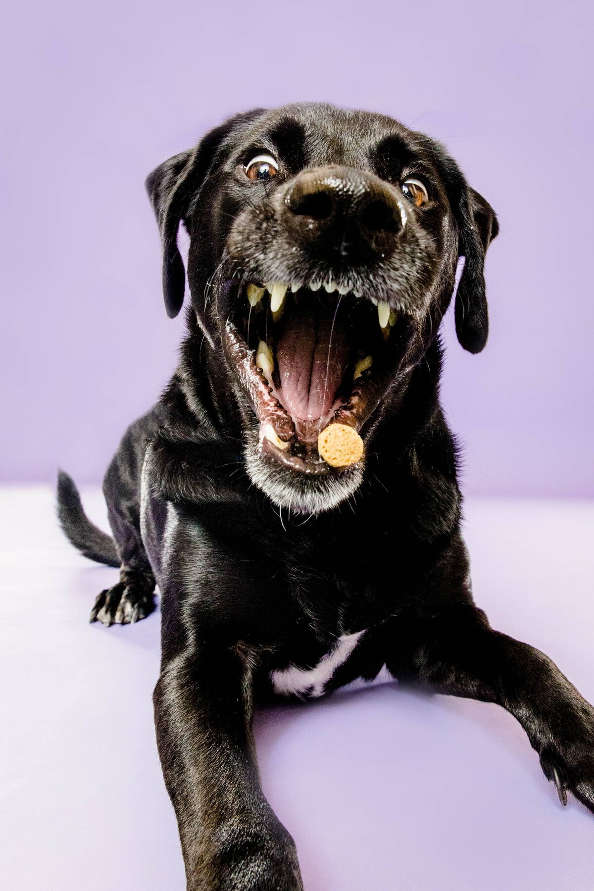 Birmingham, Alabam Dog Photographer - The Beloved Pup Phot Studio Gallery 13