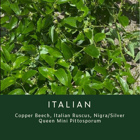 Greenery-Italian