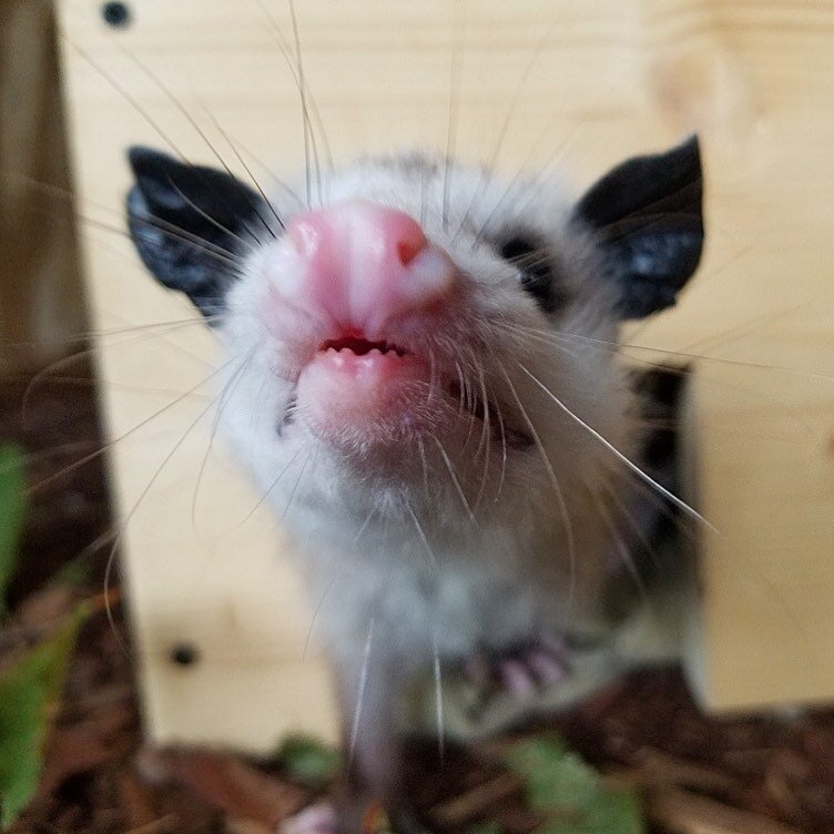 opossum snoot