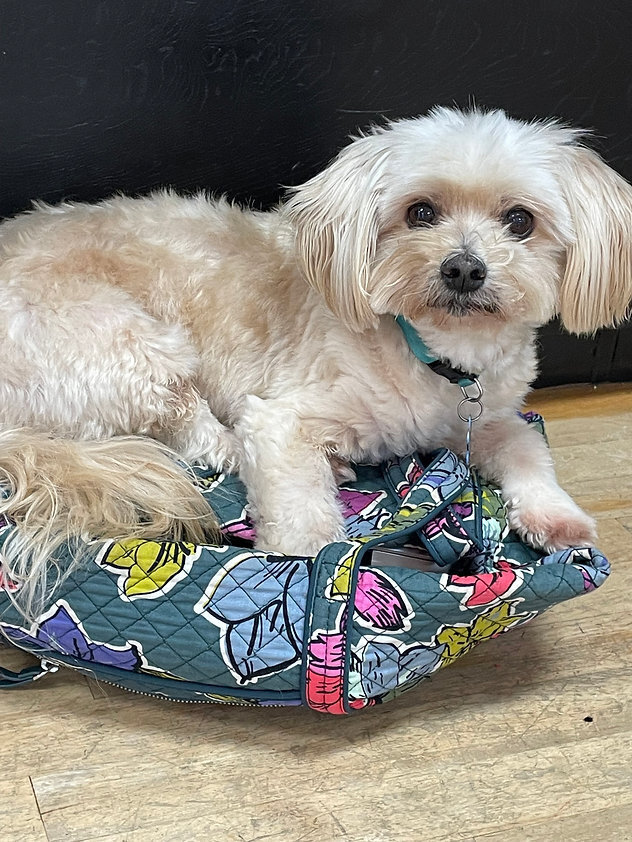 The studio dog - grace