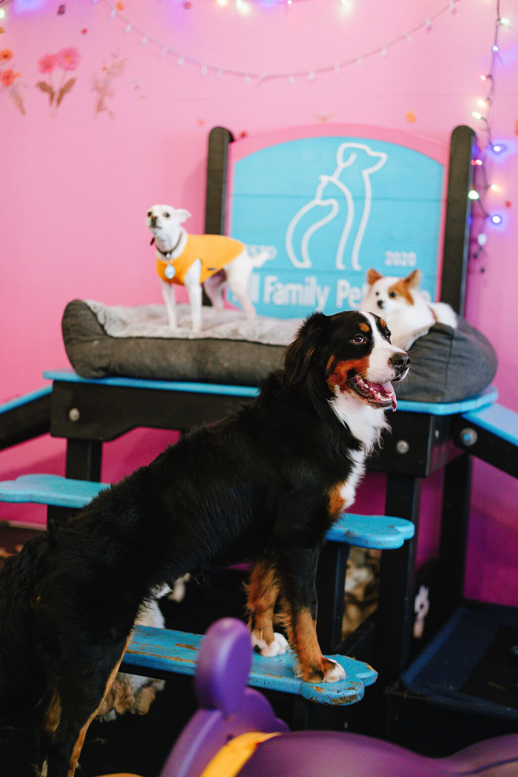 05.14hillfamilypetcare-252