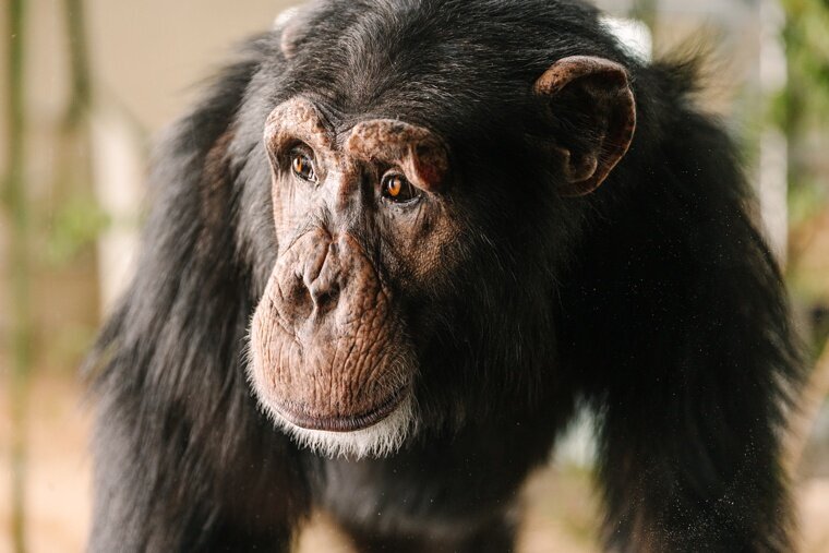 Chimps-5