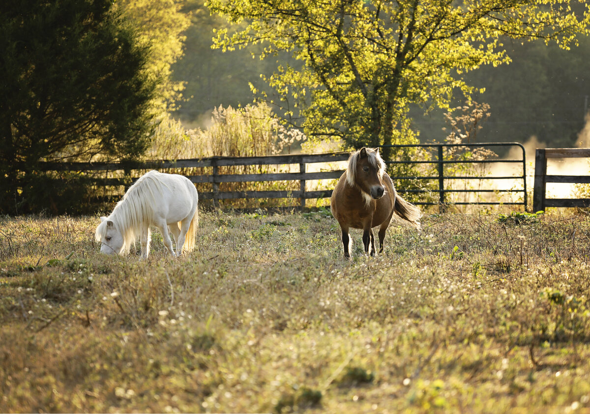 horses 02