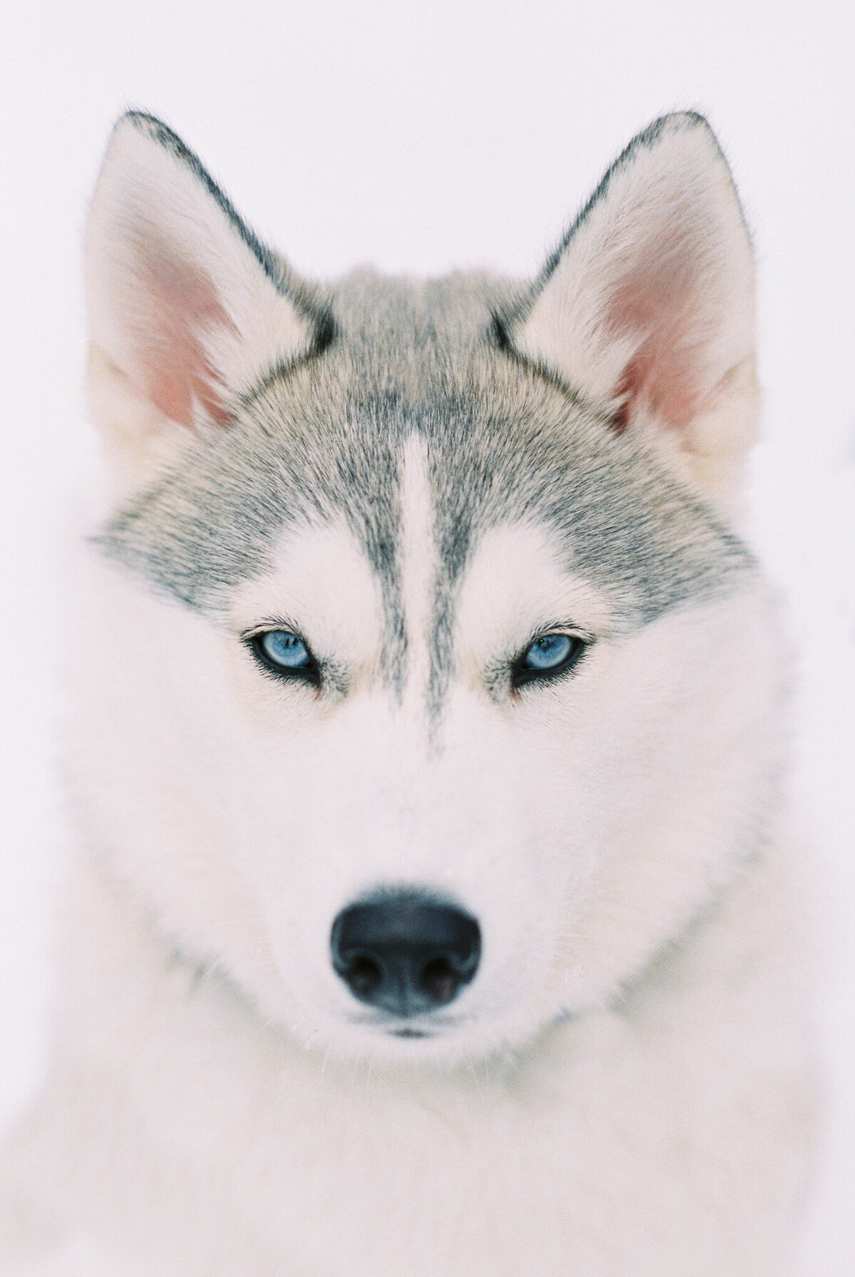 Alaskan Husky Iditarod