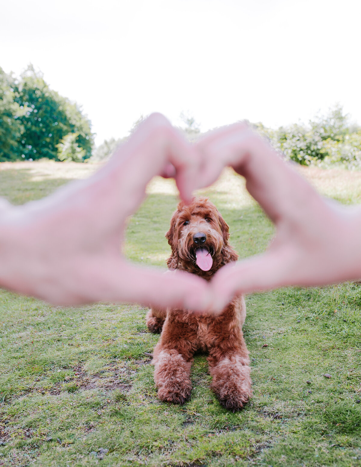 Bedford Dog Photographer