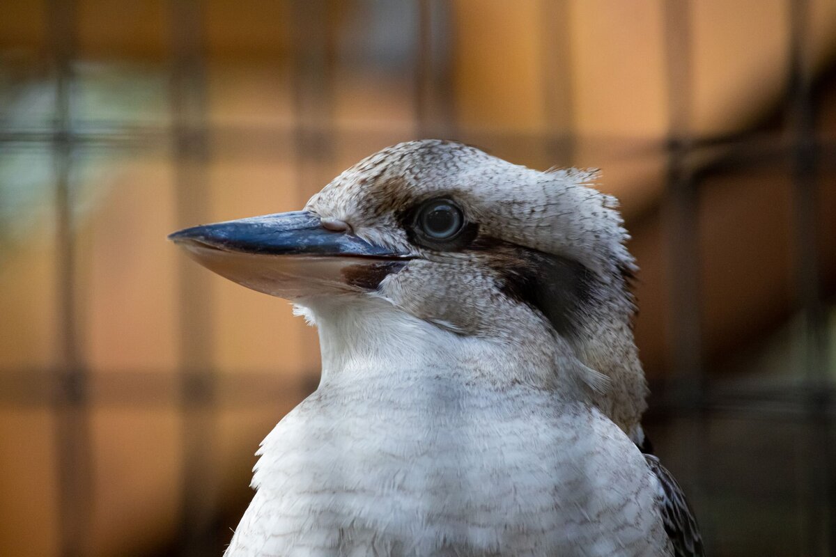 Kookaburra-8941b81b-2500