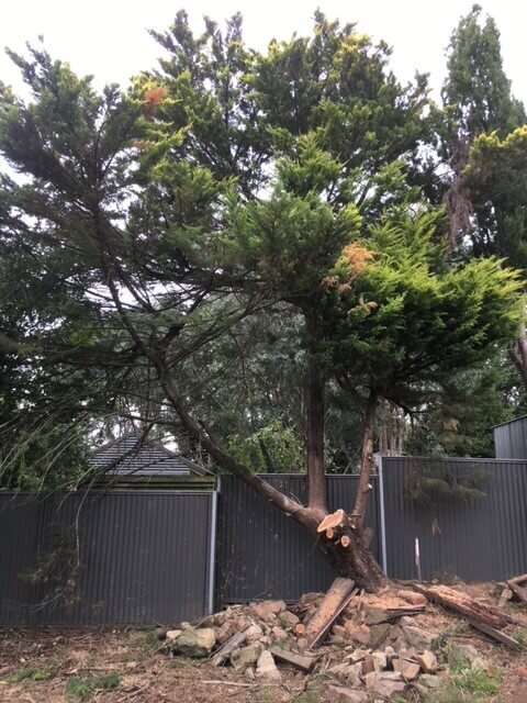 Evergreen Tree Services SA-Removal 001