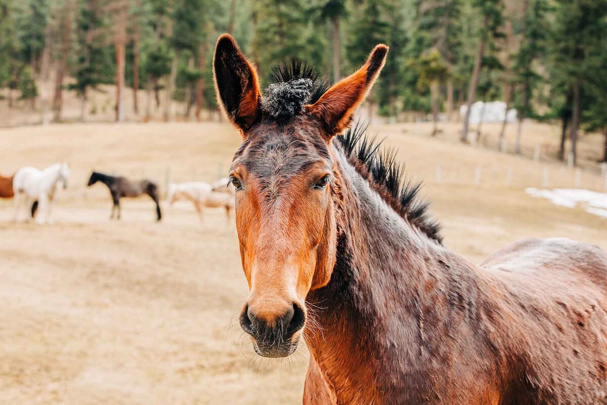 Montana horse with other horses in background