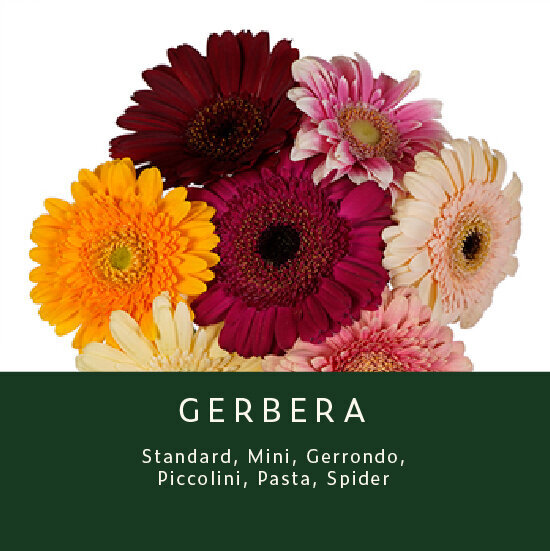 Gerbera