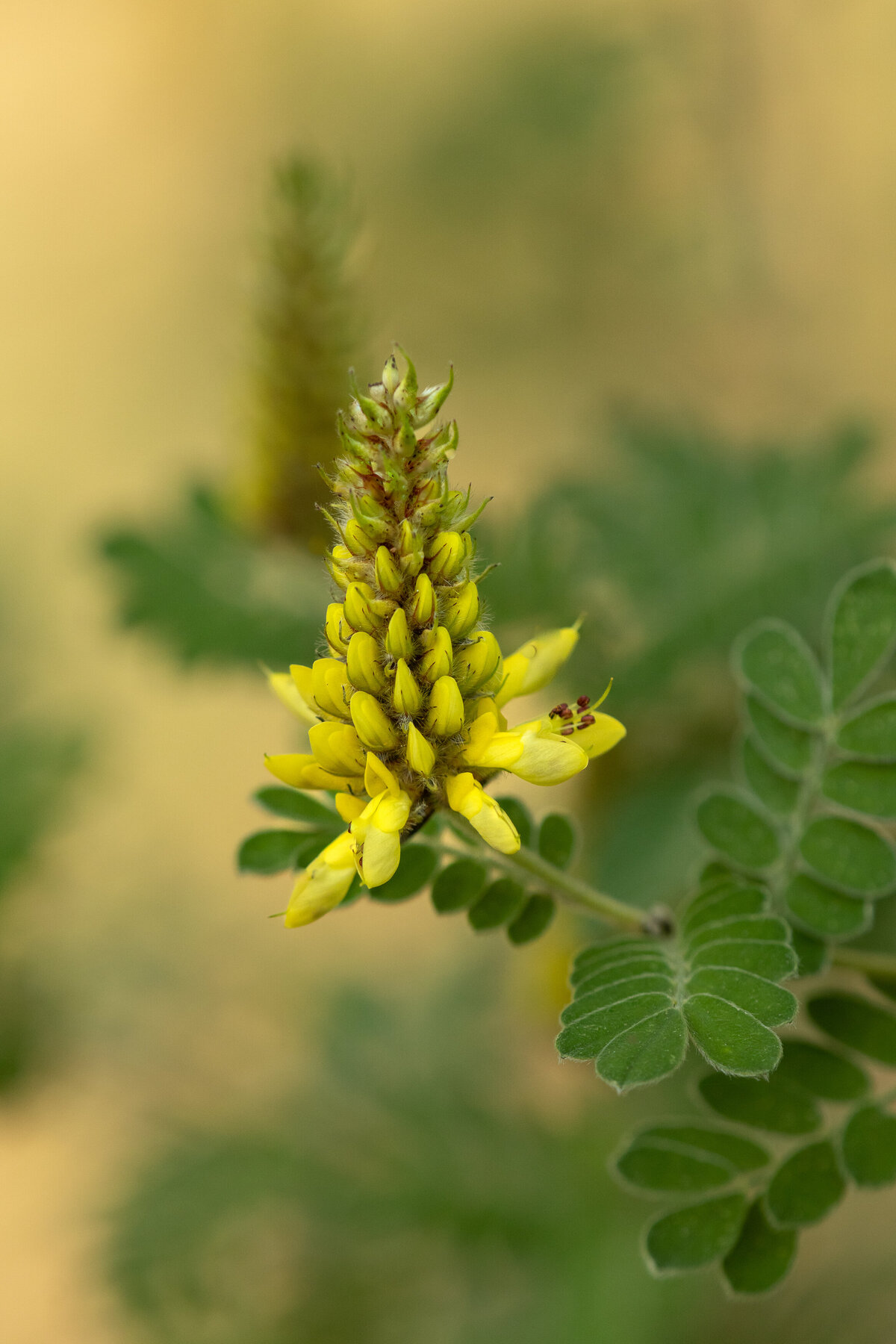 shrub_yellow_flowers_0138 C1