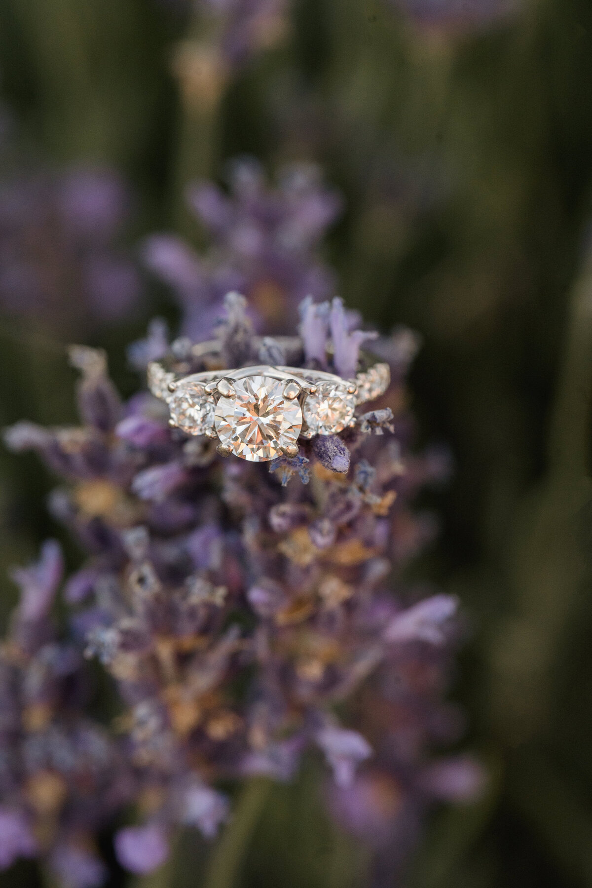 araceli-lavender-farm-engagement-sacramento-wedding-photographers-003