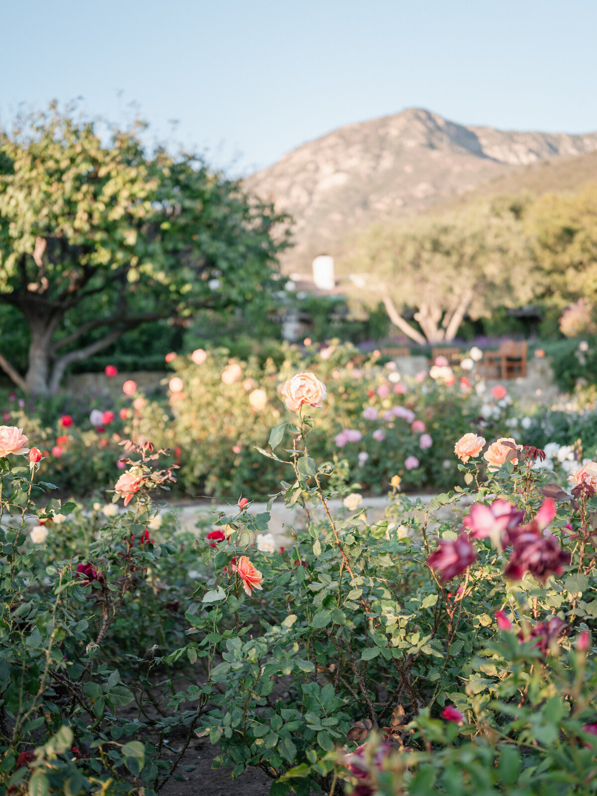 Tyler Speier - KT Merry - San Ysidro Ranch Wedding-sp-81